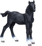 Preview: Hanoverian Foal Black