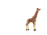 Vorschau: Animal Planet Giraffen Fohlen