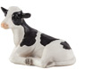 Holstein Calf Lying Down