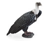 Preview: Griffon Vulture