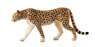 Vorschau: Animal Planet Gepard
