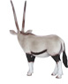 Vorschau: Animal Planet Oryx-Antilope