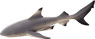 Vorschau: Animal Planet Schwarzspitzen-Riffhai