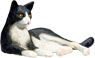 Vorschau: Animal Planet Katze liegend Schwarz-Weiß