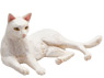 Vorschau: Animal Planet Katze liegend Weiß